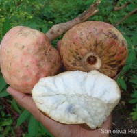 Annona reticulata L.